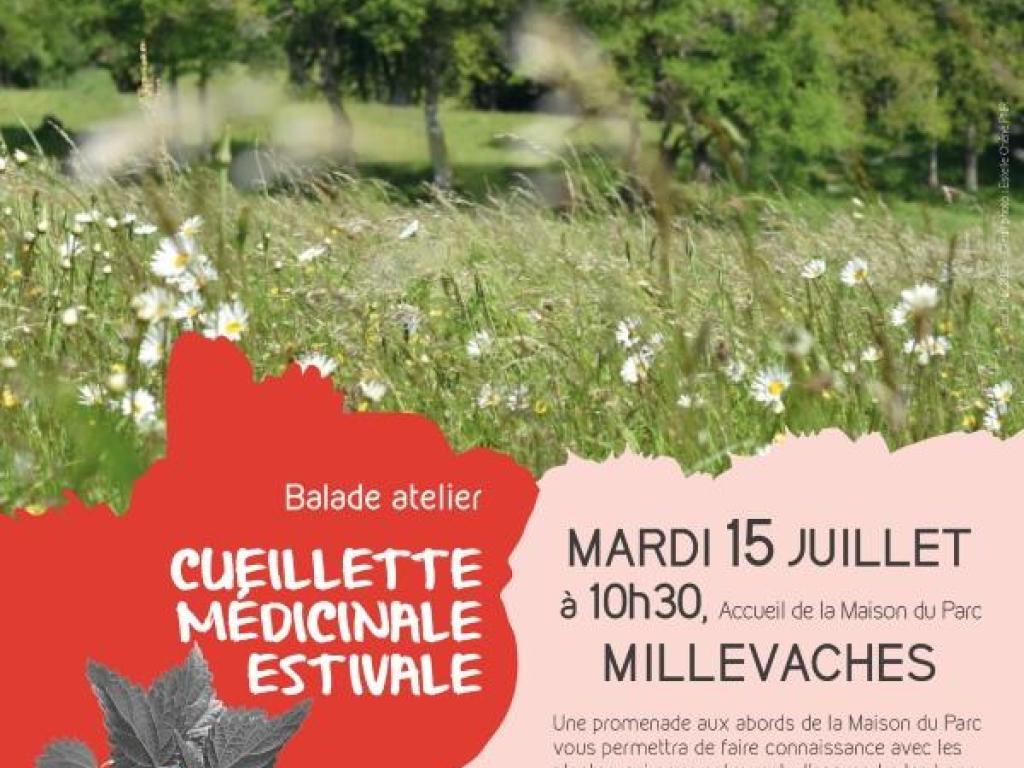 Cueillette médicinale estivale
