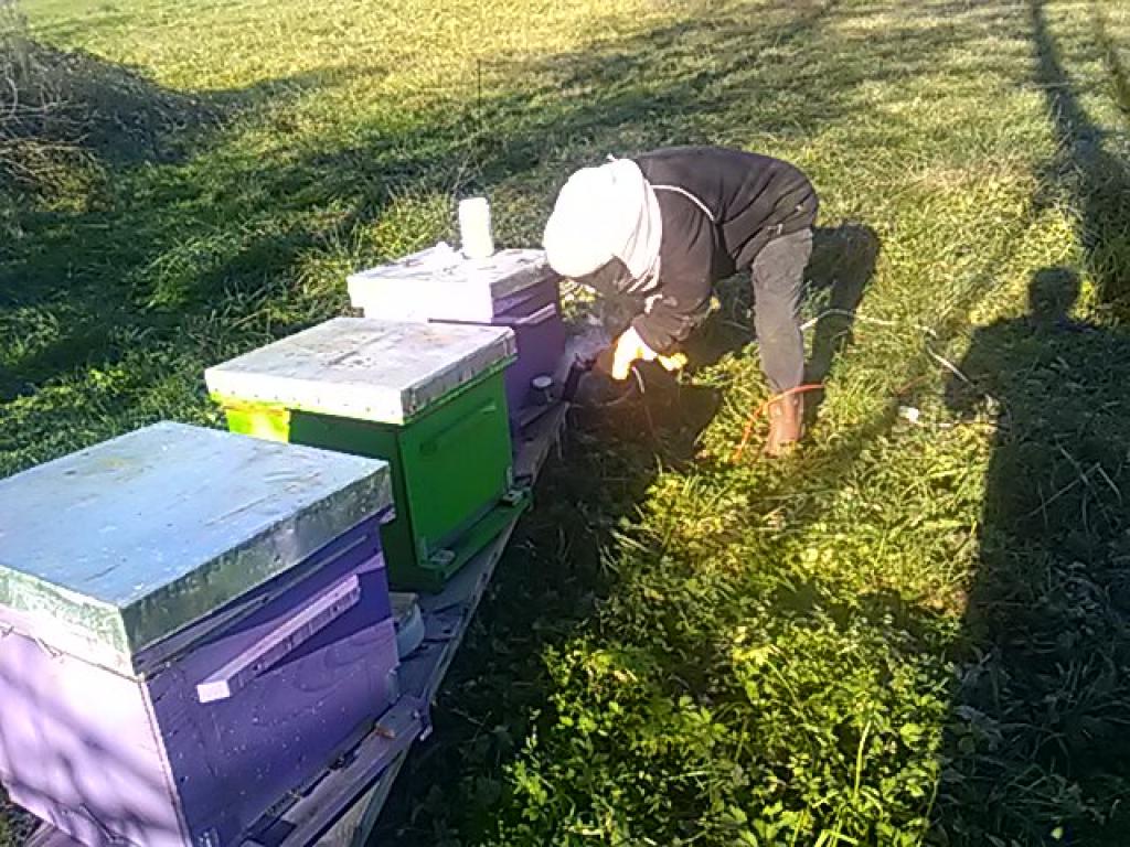 Fête de l'abeille