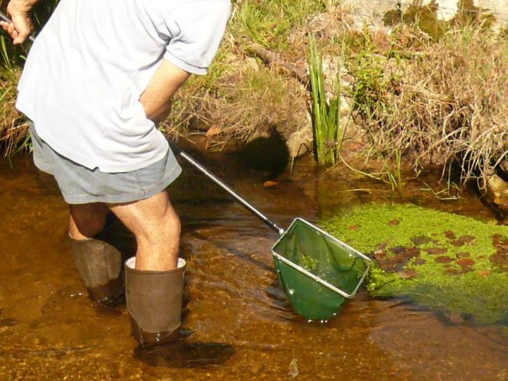 Pêche à l'écrevisse