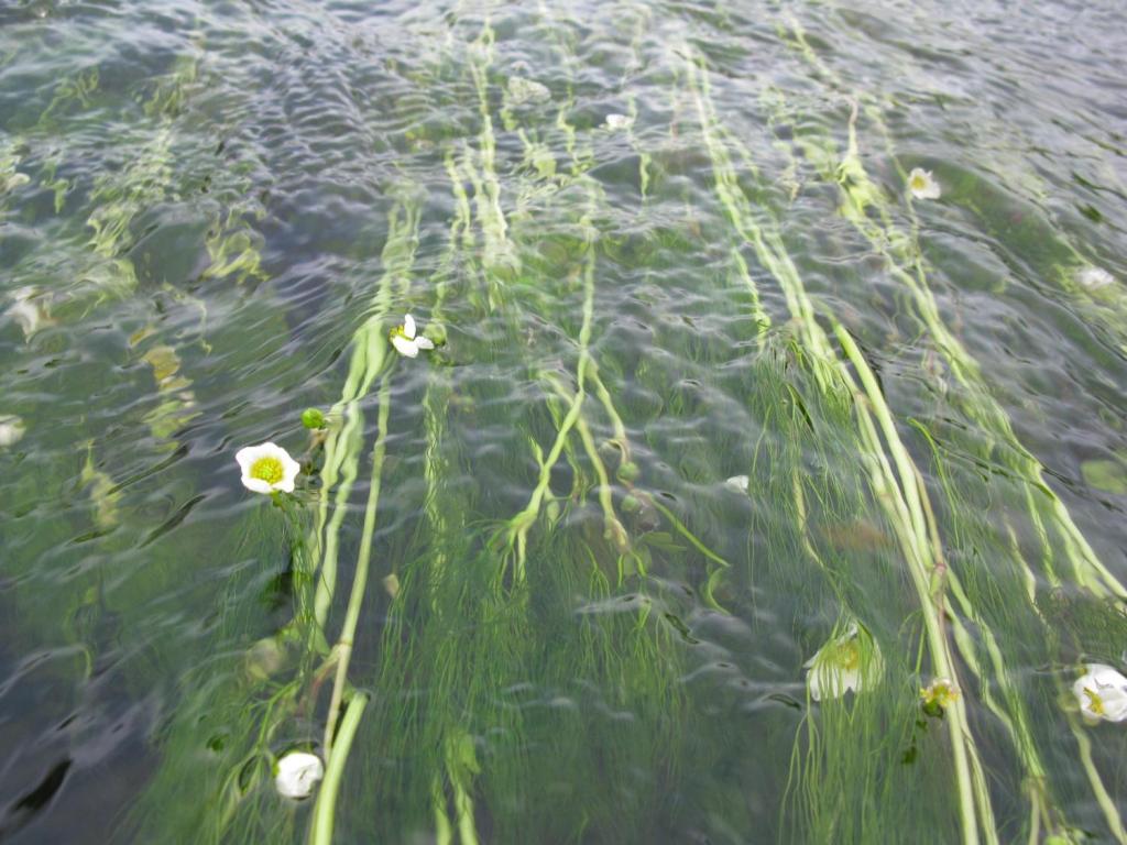 Poissons migrateurs et barrage sur la Maronne, une cohabitation possible ?