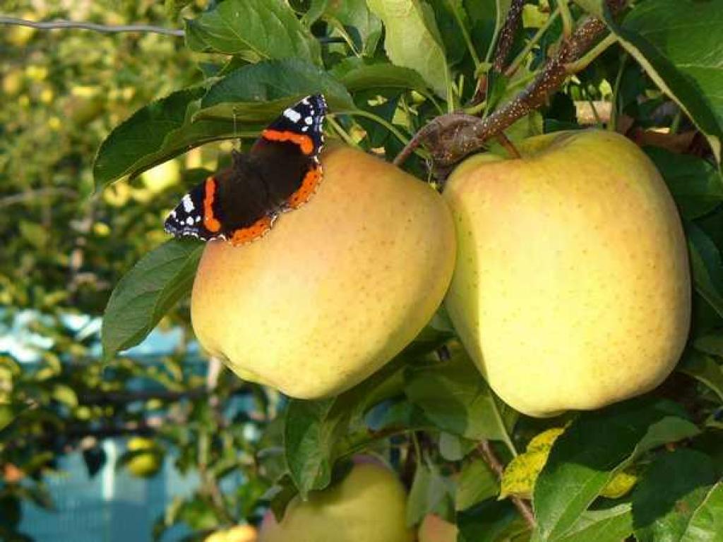Visite de vergers de pommes