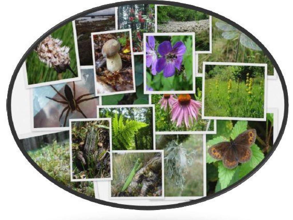 Les plantes indicatrices forestières
