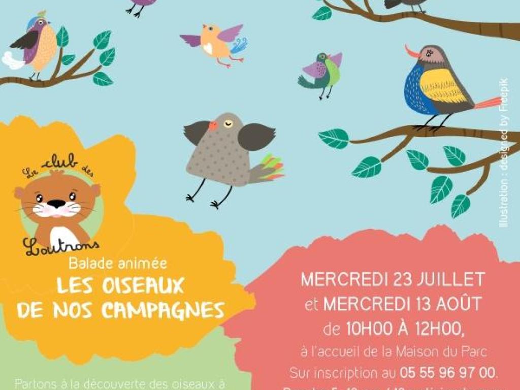 CLUB DES LOUTRONS : Les oiseaux de nos campagnes
