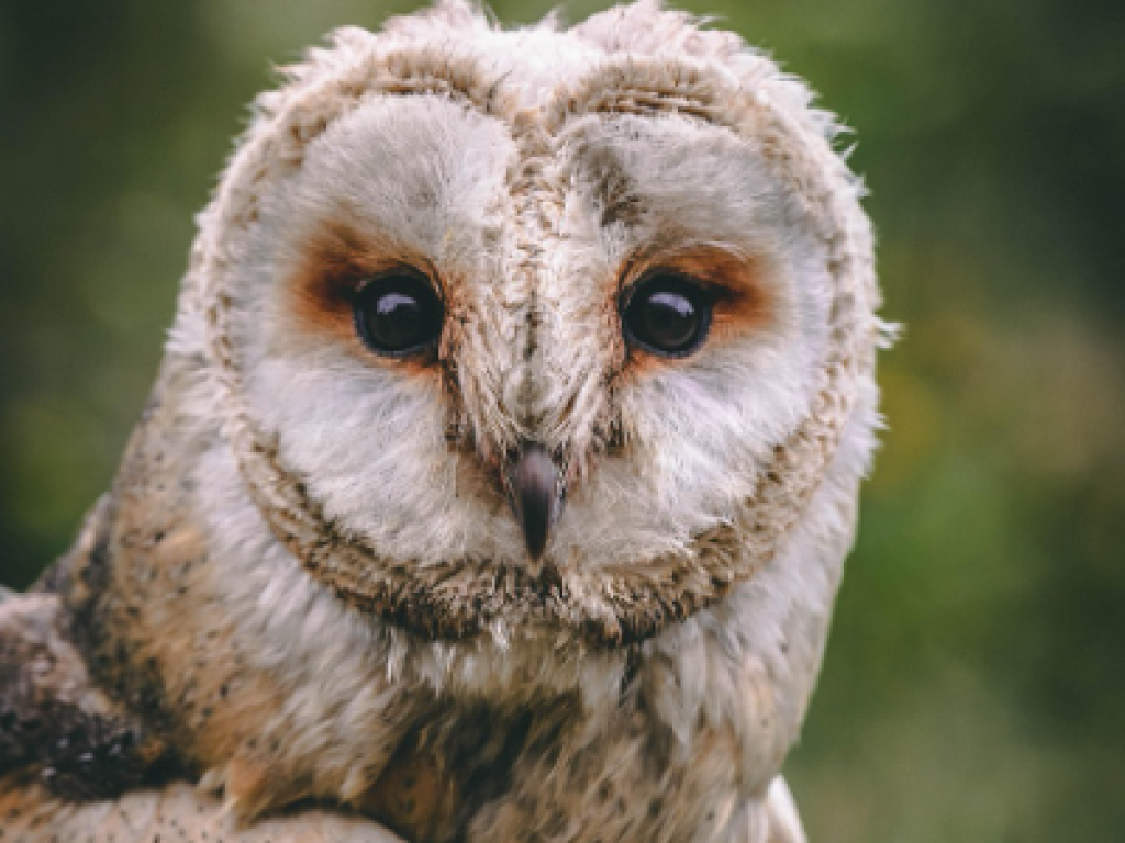 Hibou-Rando de Monceaux-sur-Dordogne