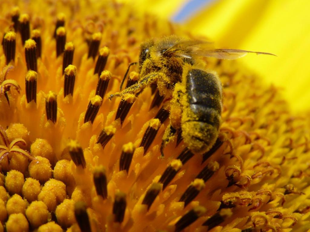 Fête de l'abeille