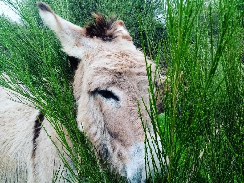 L'ânon gourmand
