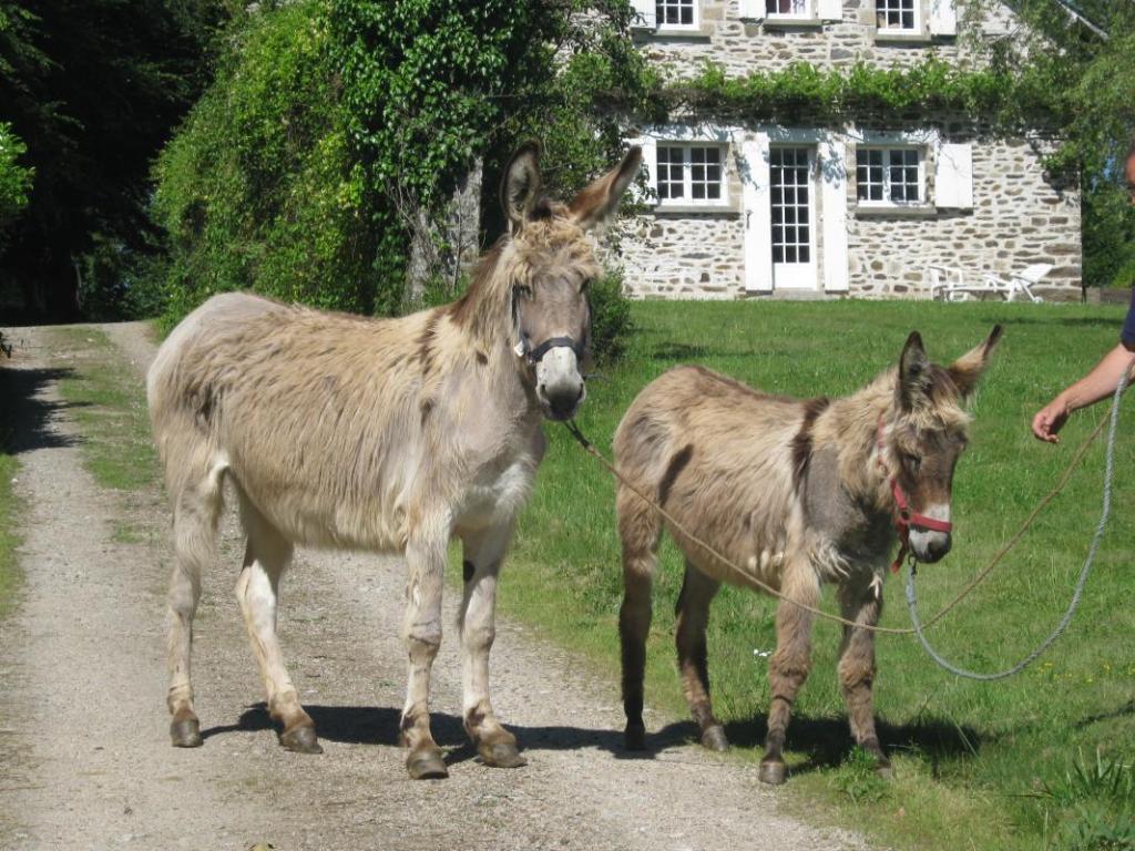 Le Gîte des ânes- Ludogîte