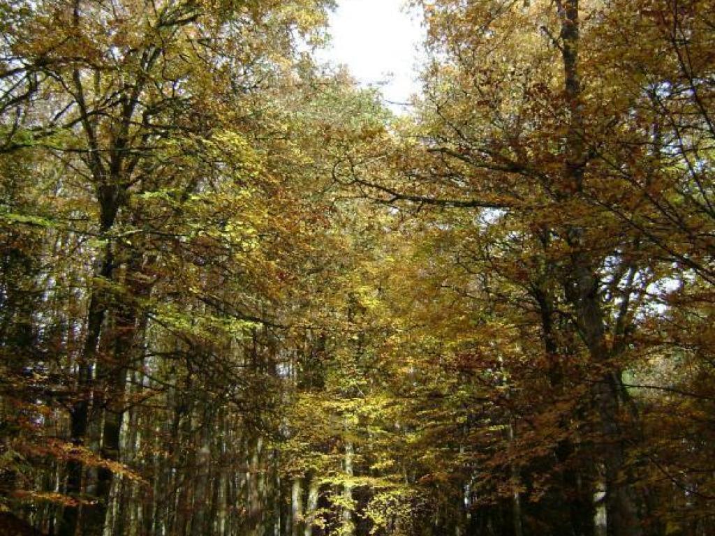 Location Gîtes de France  - Réf : 19G4060