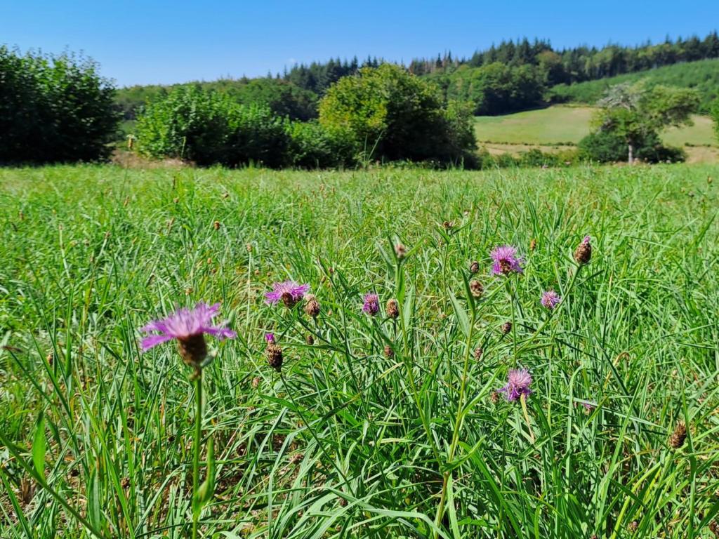 Les Chaumières de Brameix