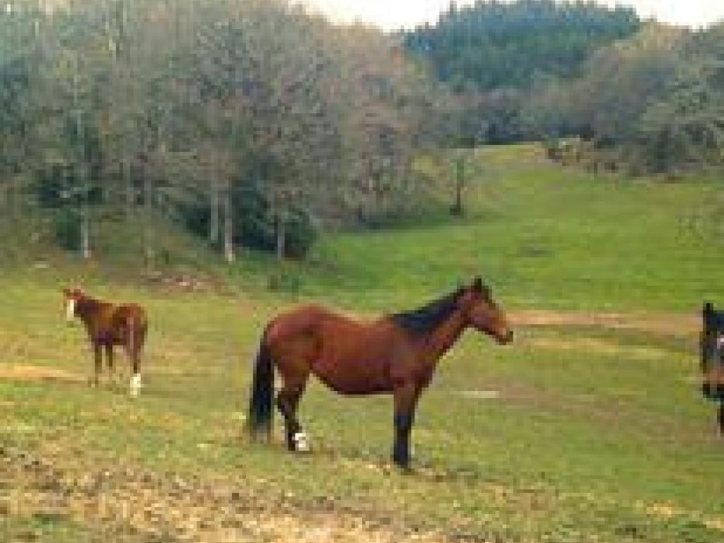 Camping à la ferme équestre de Tréphy
