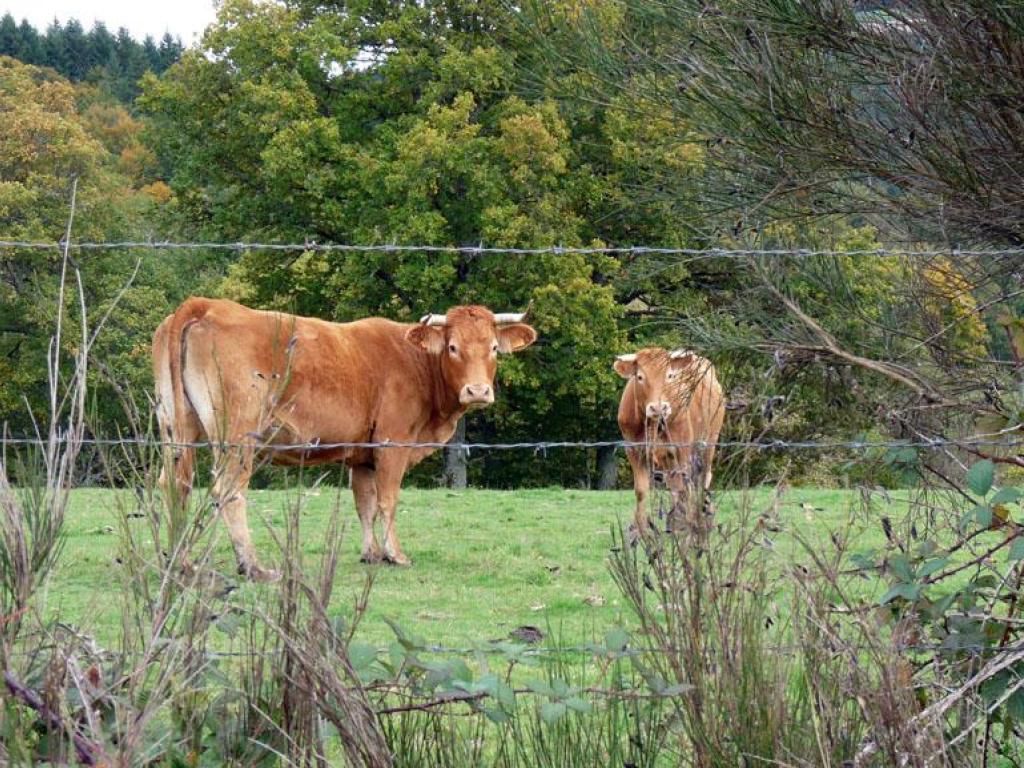 Le toit du Limousin
