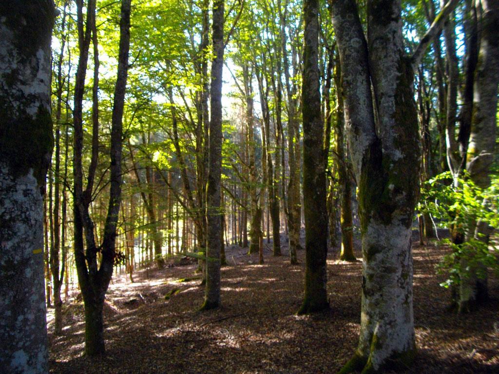 Chemin de campagne - 7 km