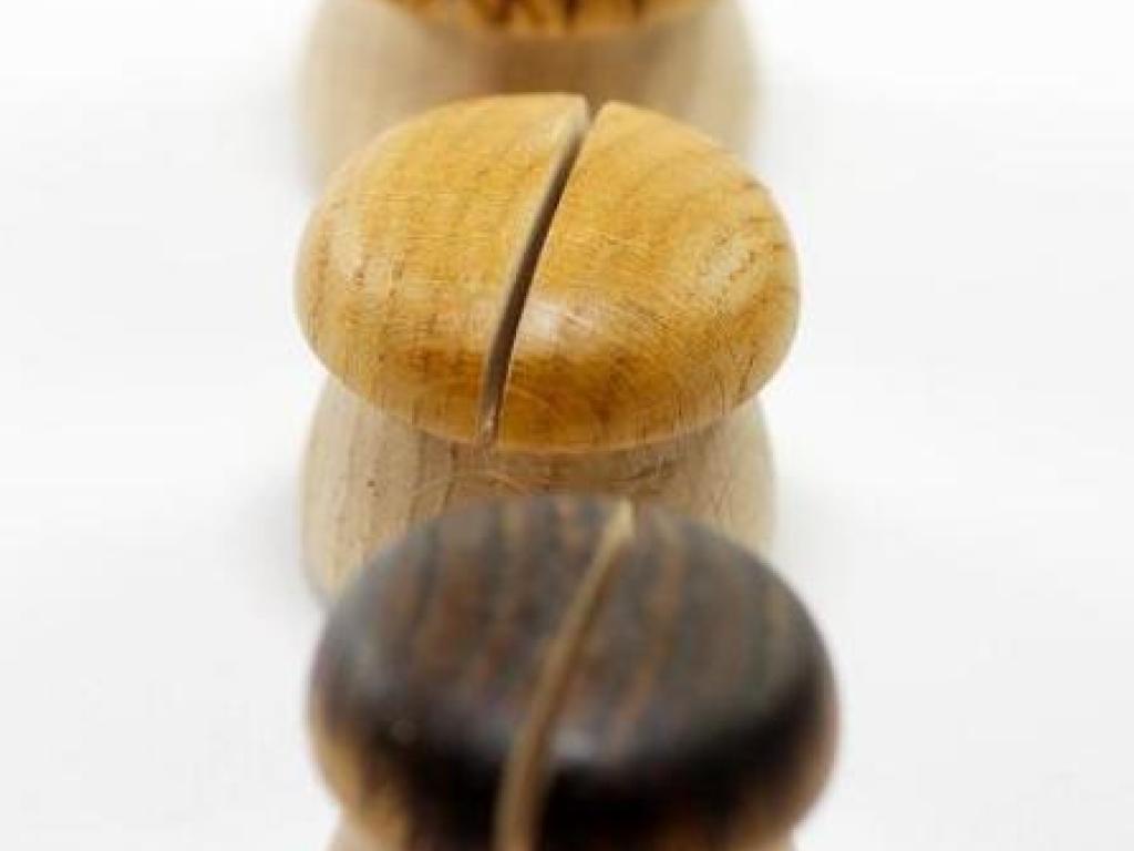 L'univers du champignon