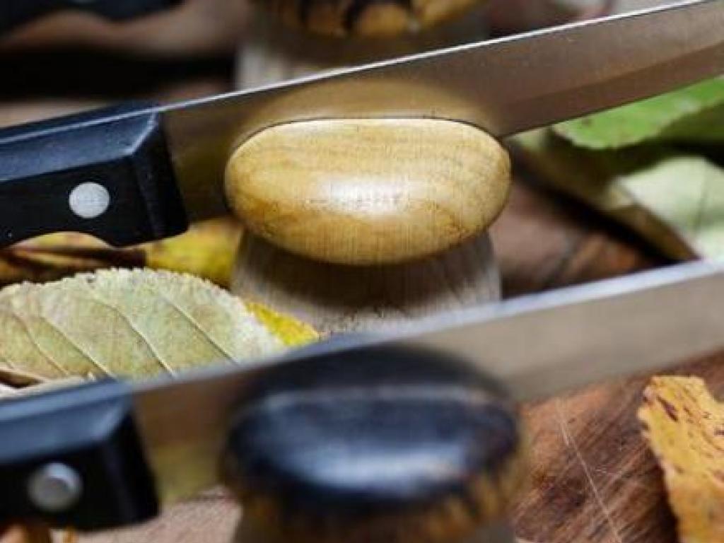 L'univers du champignon
