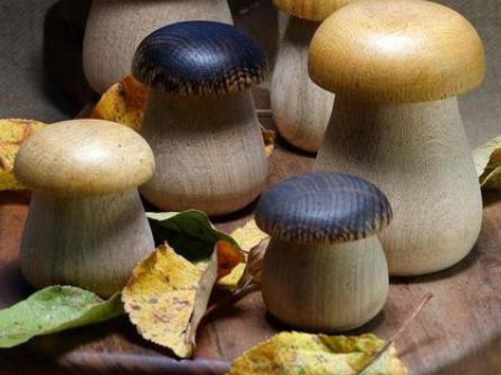 L'univers du champignon