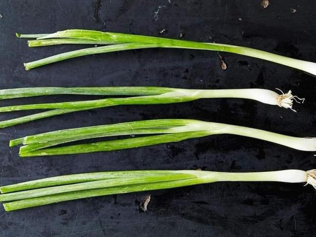 Restaurant Le Scallion
