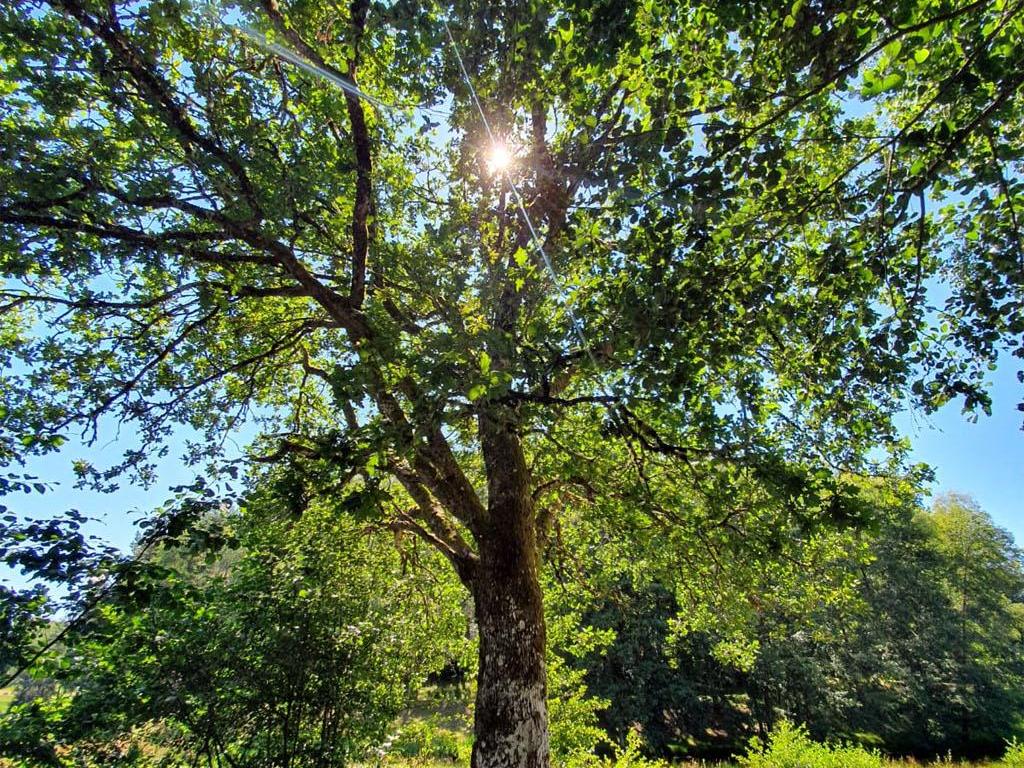 Domaine Eden lake
