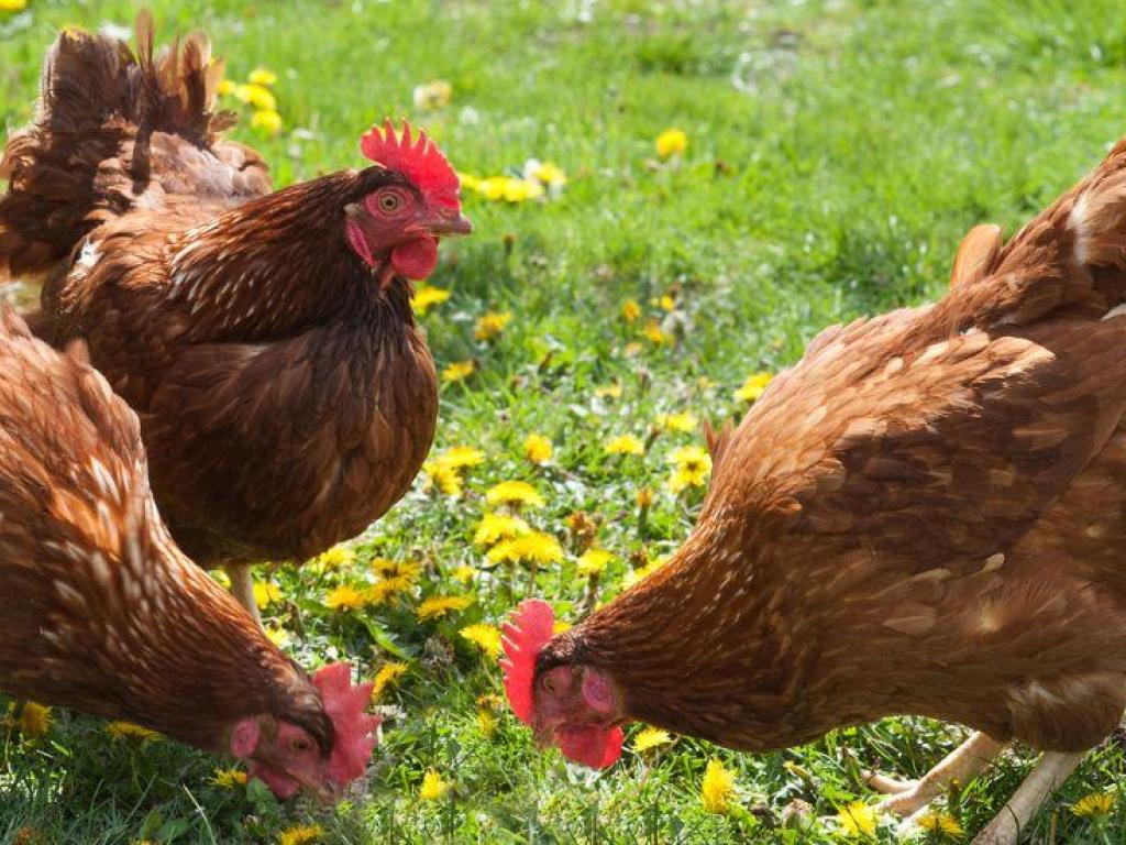 GAEC des vaches à plumes