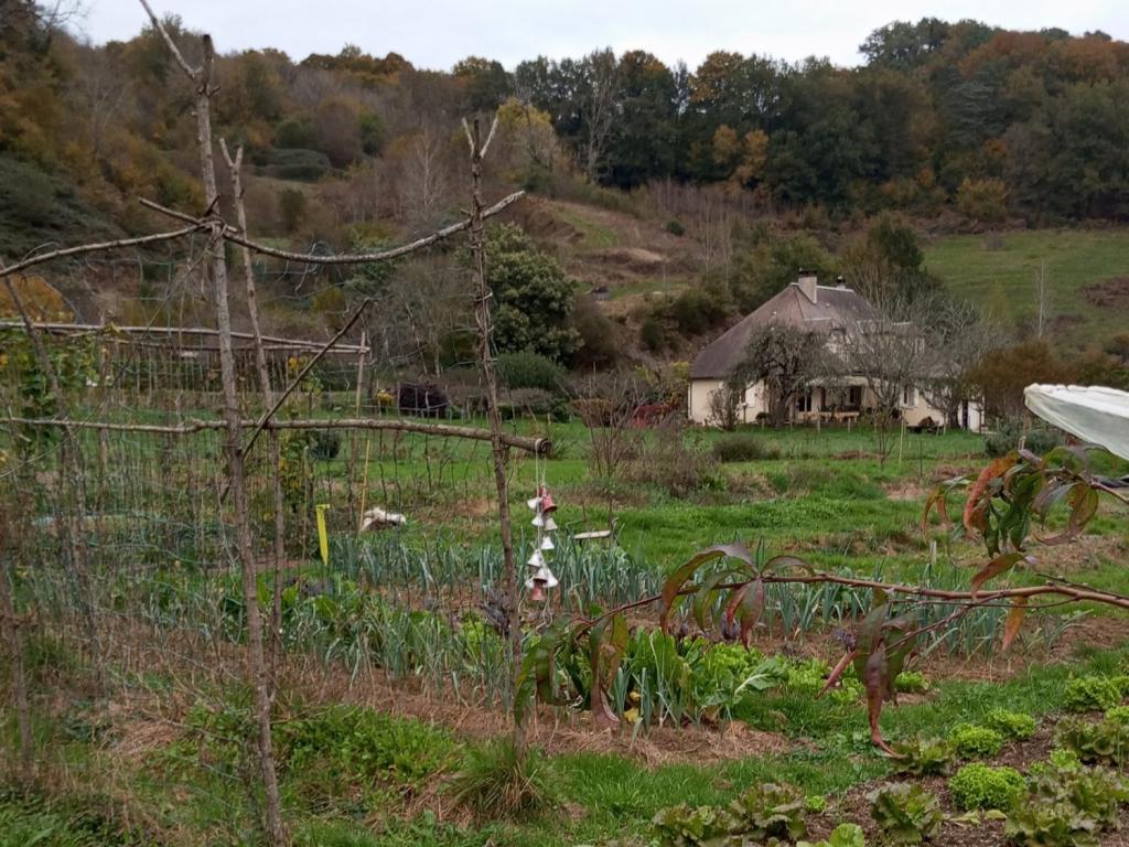 Les lucioles du chambariol