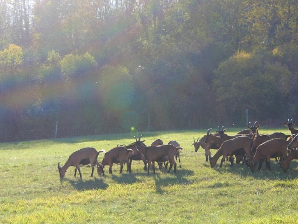 Ferme de la chèvre Bleue