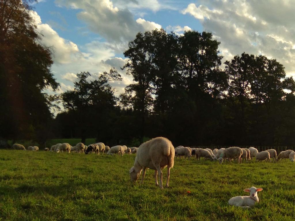 GAEC Revenons à nos moutons