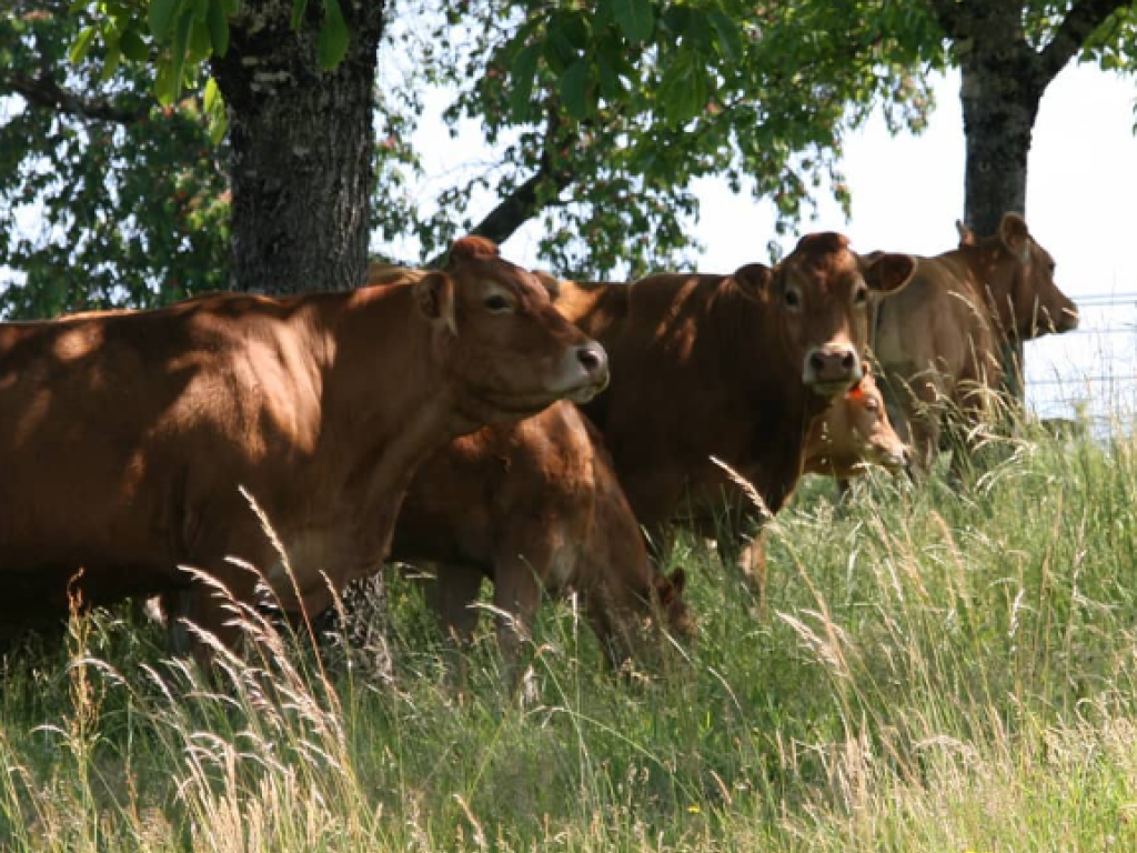 La Ferme de Chrystelle