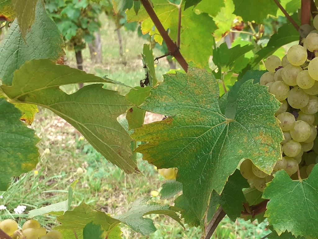 Vignoble Pierro