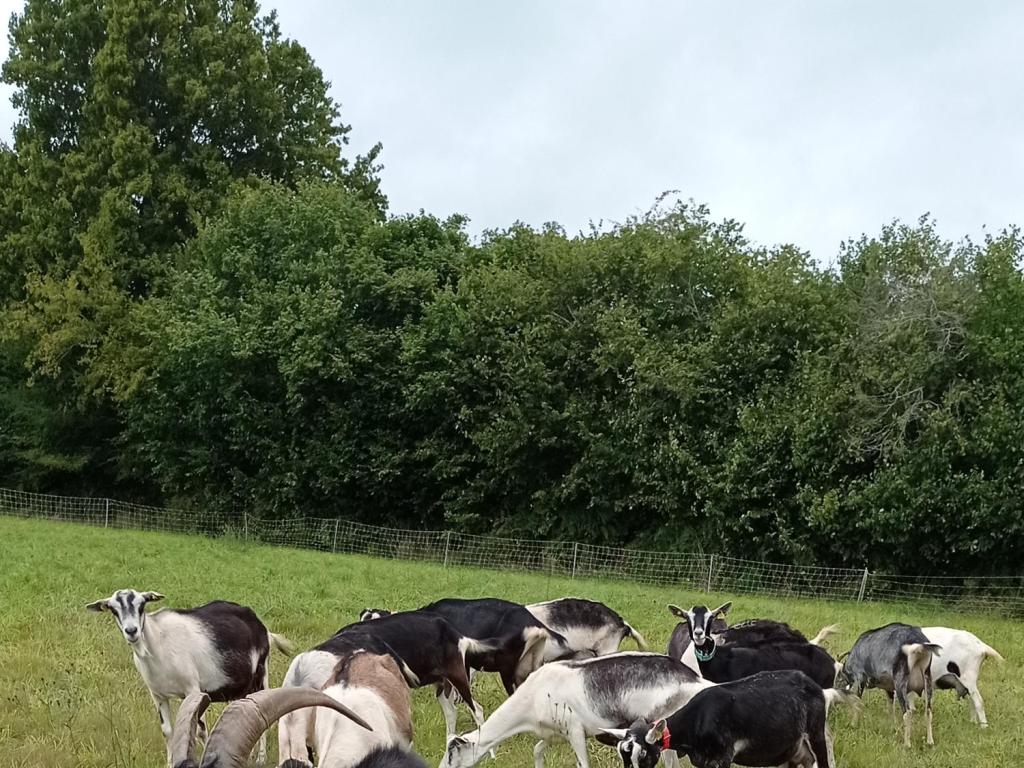 La chèvrerie du Chedal