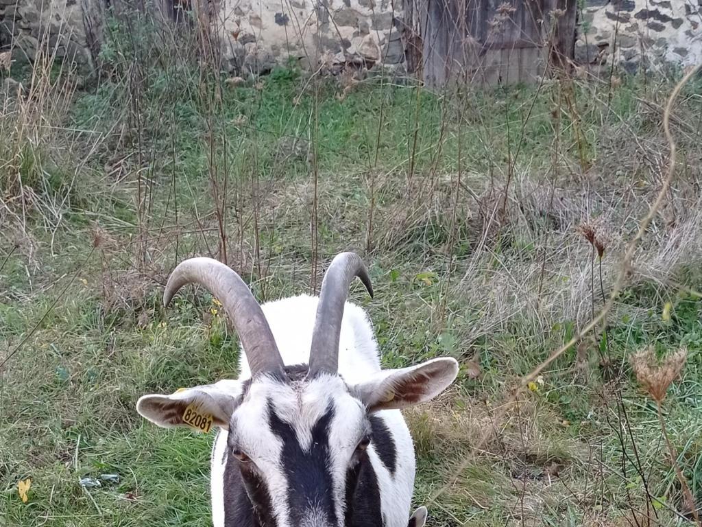 La chèvrerie du Chedal