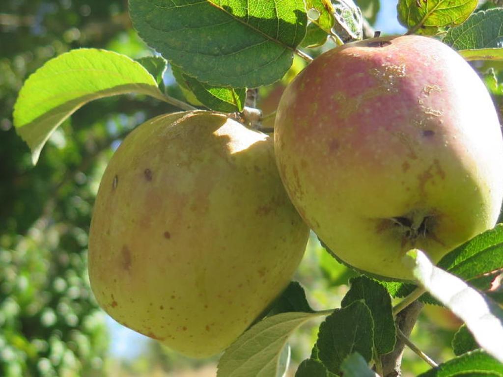 Confrérie de la pomme du Limousin