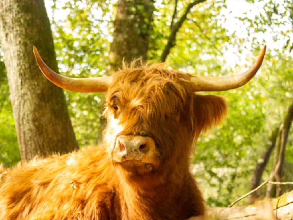 Highlands de la Vézère