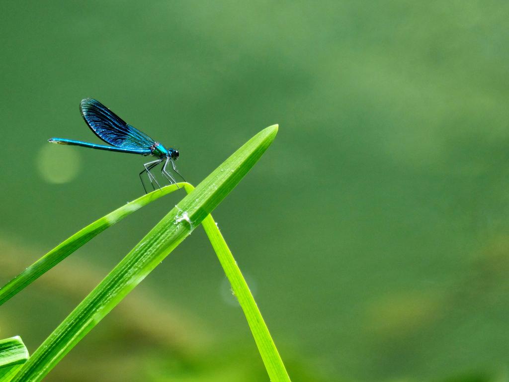 Ateliers-découverte : La petite faune du site des Cascades de Murel