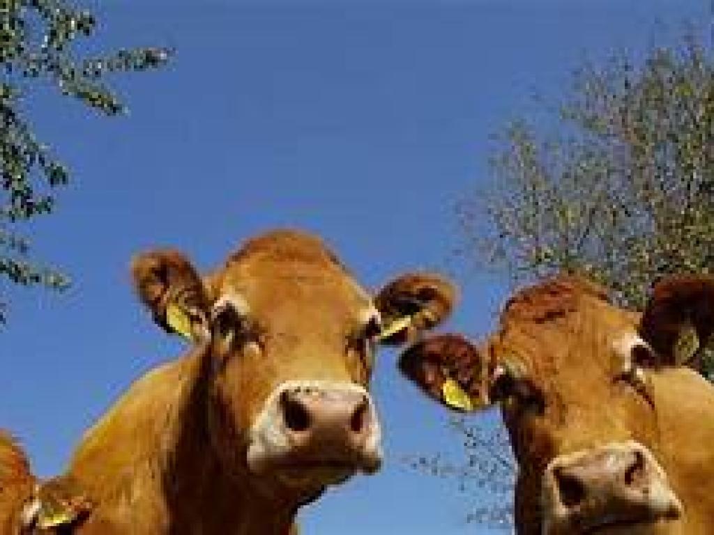 Foire primée aux veaux de lait