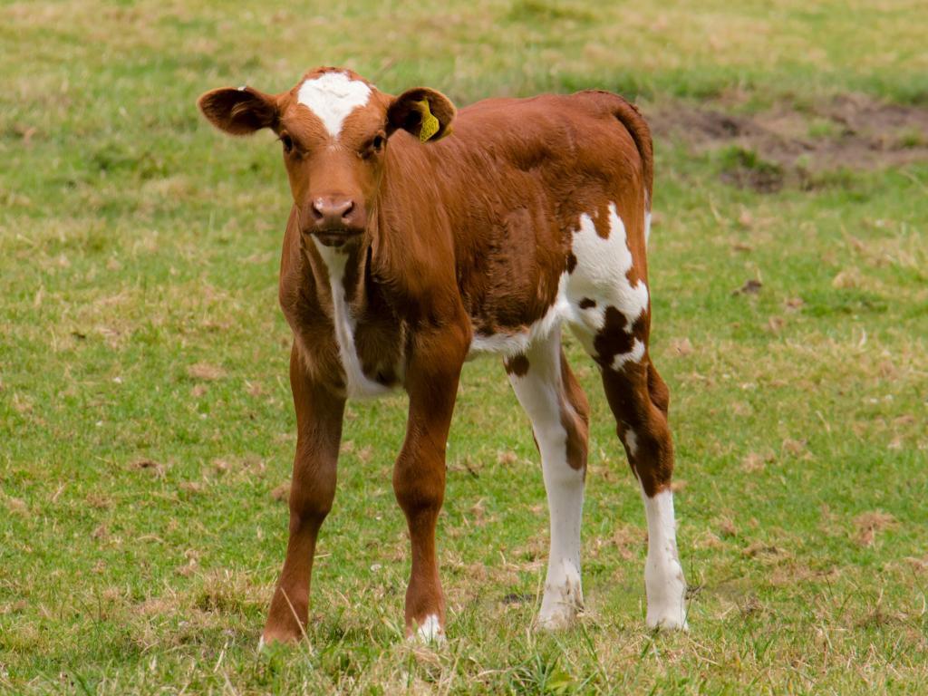 Foire primée aux veaux de lait