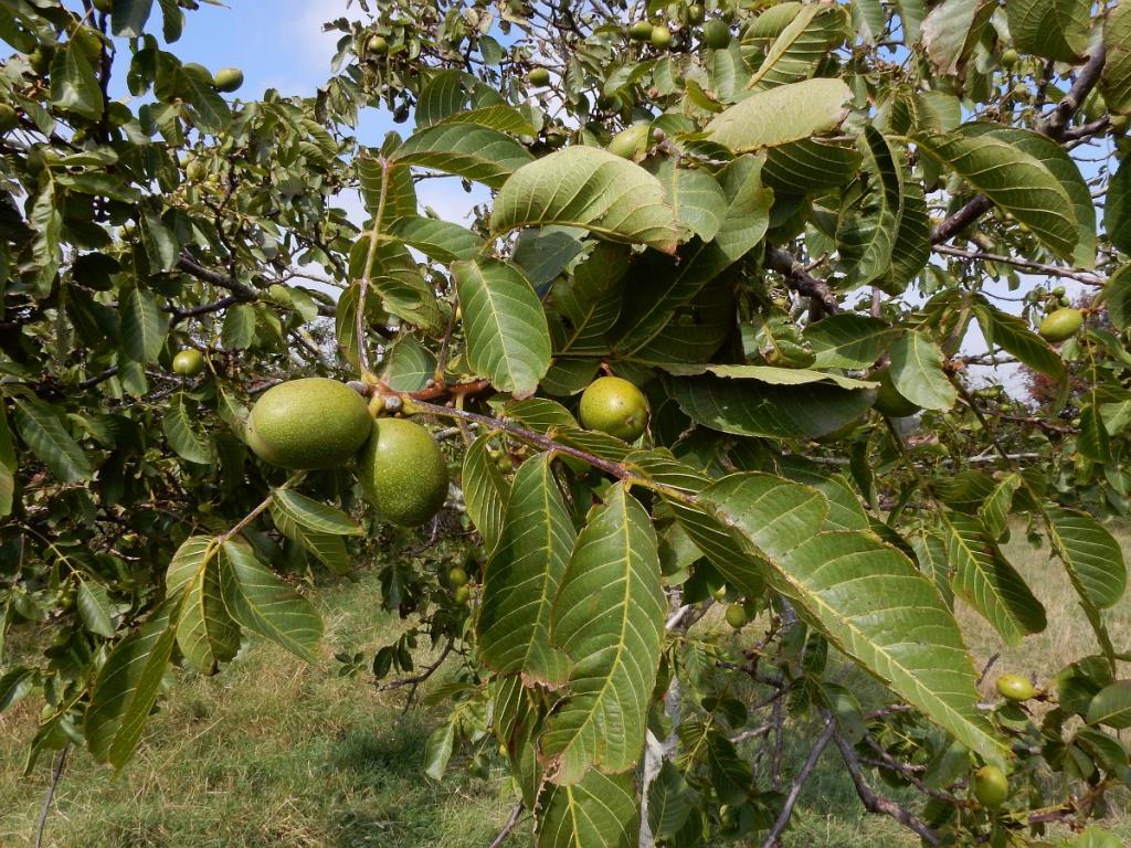 Les mercredis de l'été - Balade-découverte "Le Noyer et autres plantes comestibles du Midi Corrézien"