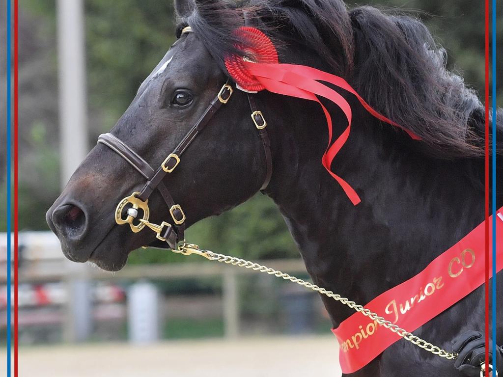 Championnat de France des Poneys Connemara