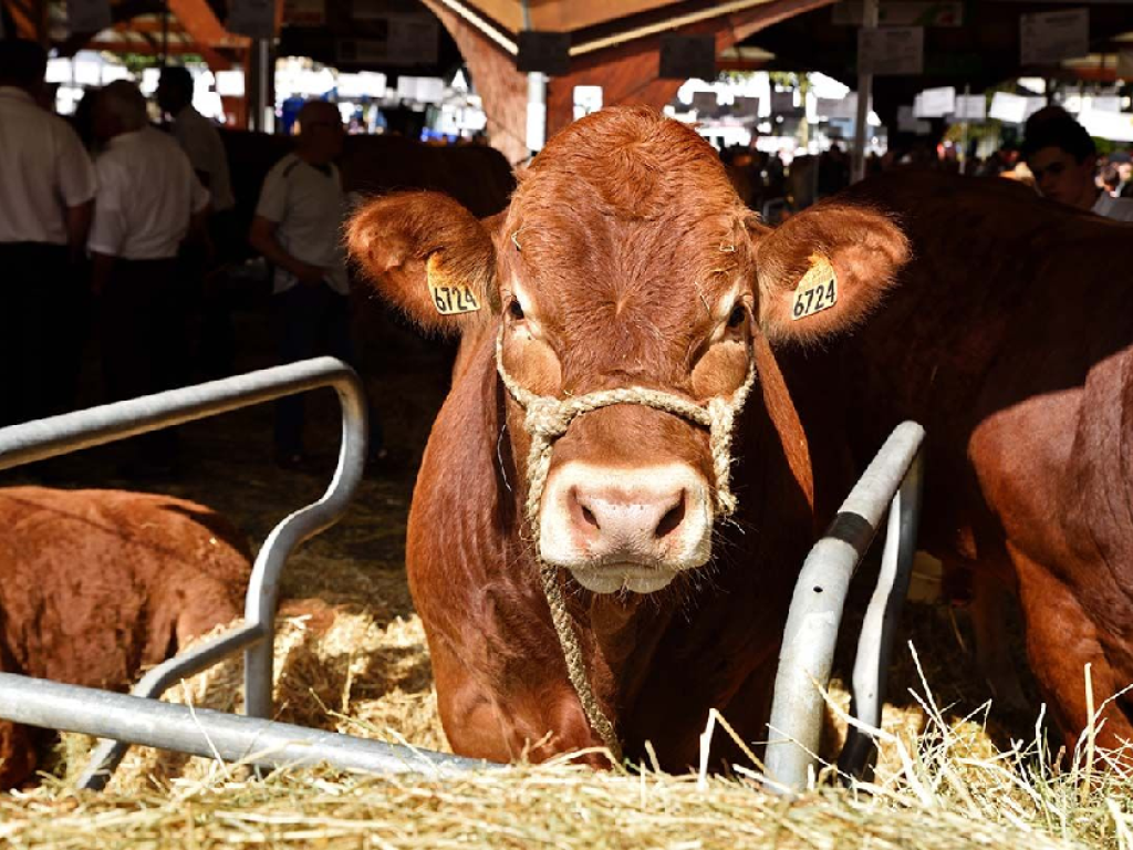 Festival de l'élevage: du bien élever au bien manger