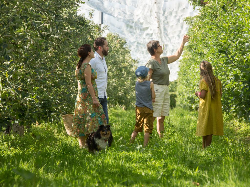Visite de vergers de pommes