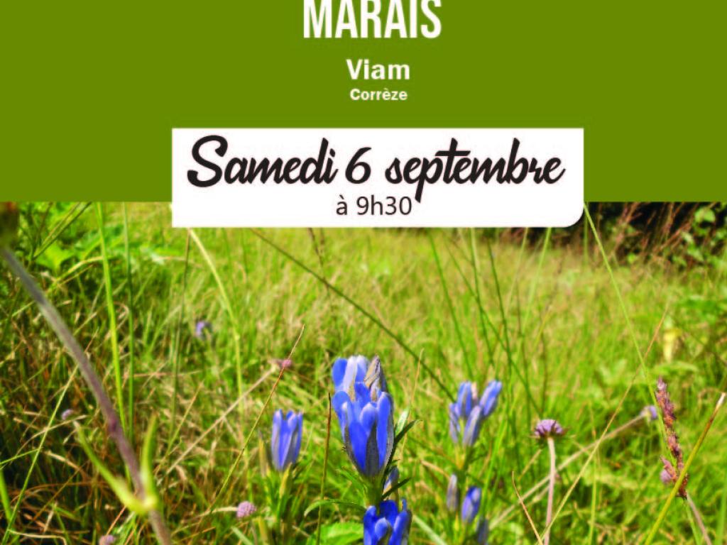 Suivi participatif sur la Gentiane des marais