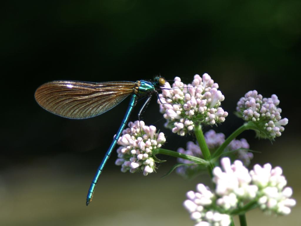 La faune et la flore du vallon de Roquecourbine