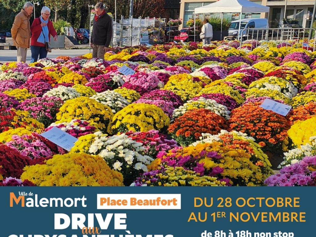 Drive aux chrysanthèmes