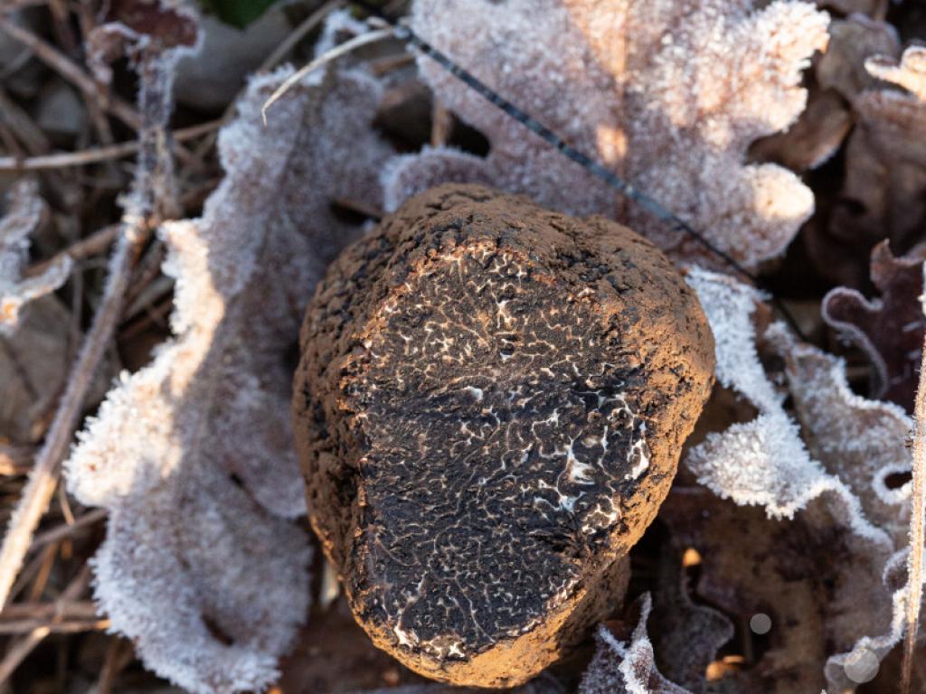 3ème Marché primé aux truffes