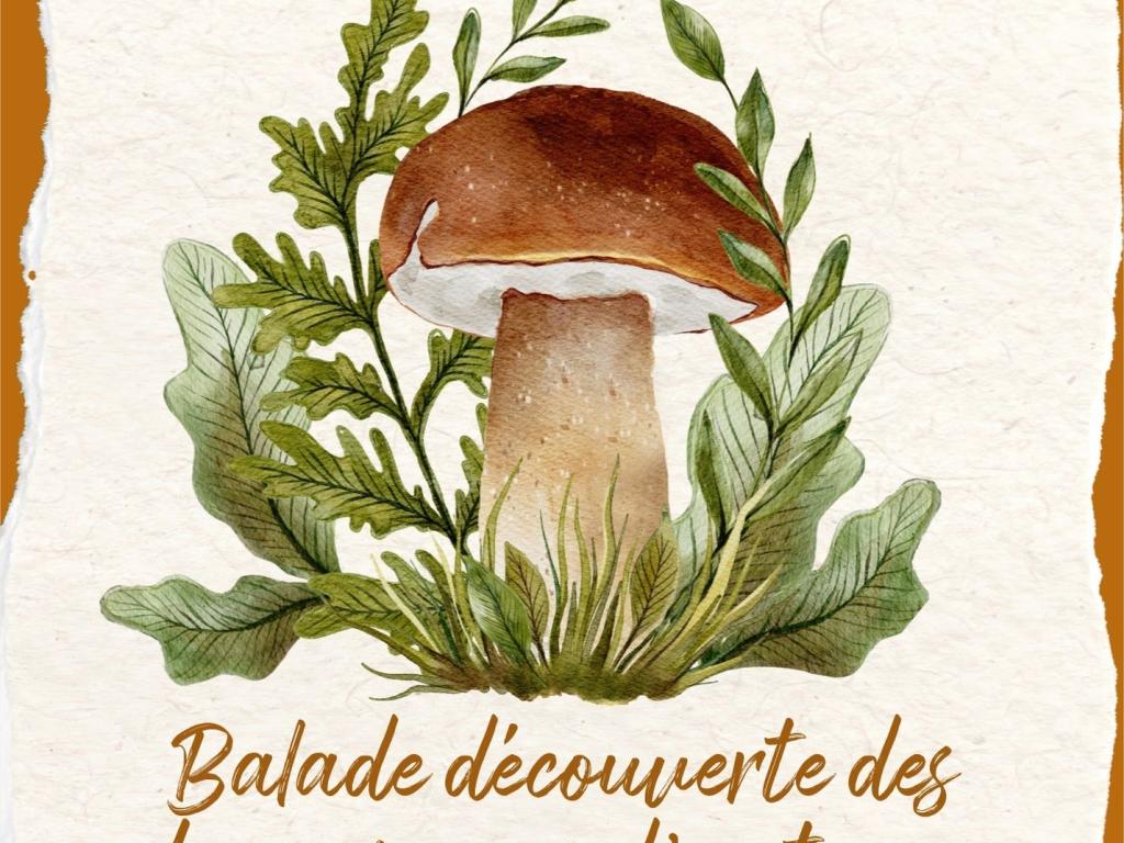 Balade découverte des champignons de printemps