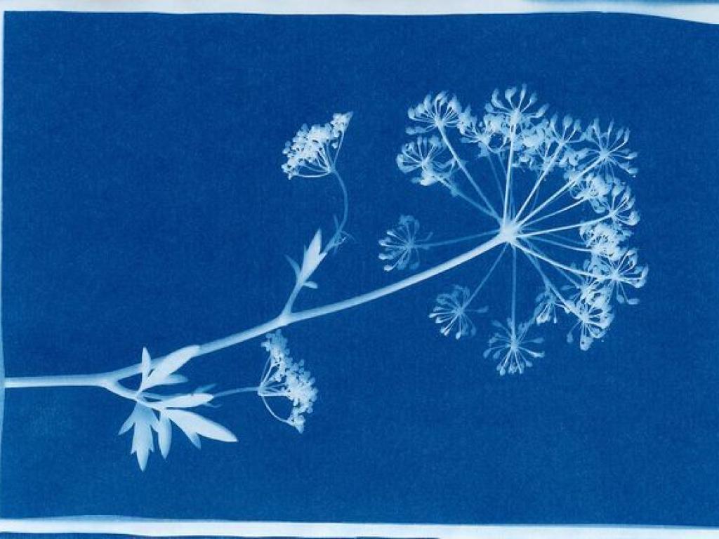 Cité de l'Accordéon et des Patrimoines : Atelier Cyanotype dentelle