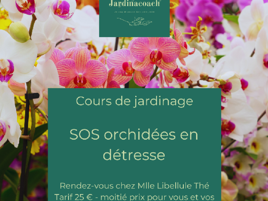 SOS orchidées en détresse (Mlle Libellule)