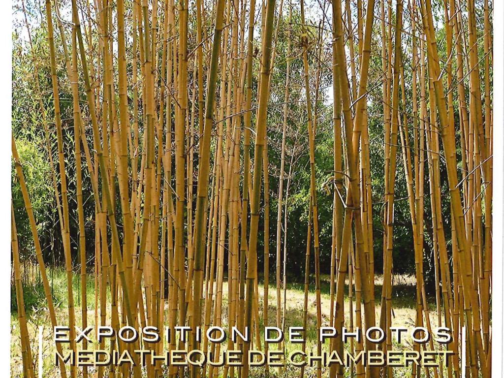 Exposition de photographies : Etats de bois 7 - Feuillages