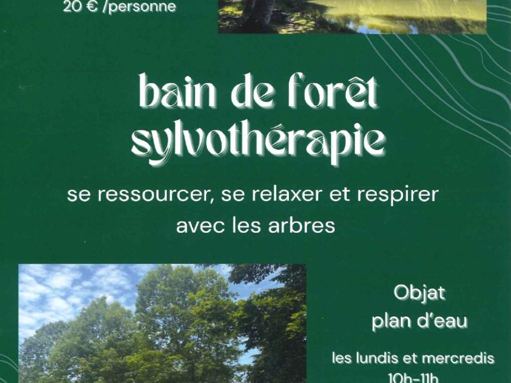 Animation : bain de forêt sylvothérapie