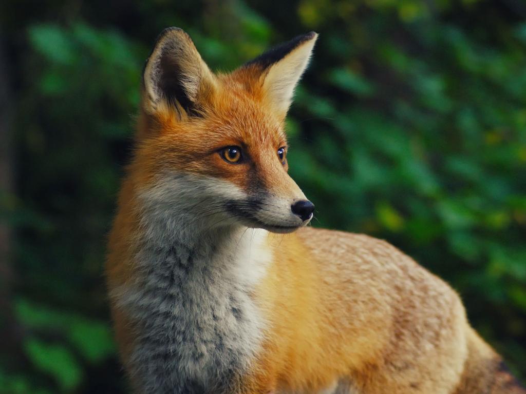 Exposition photographique d"='animaux sauvages