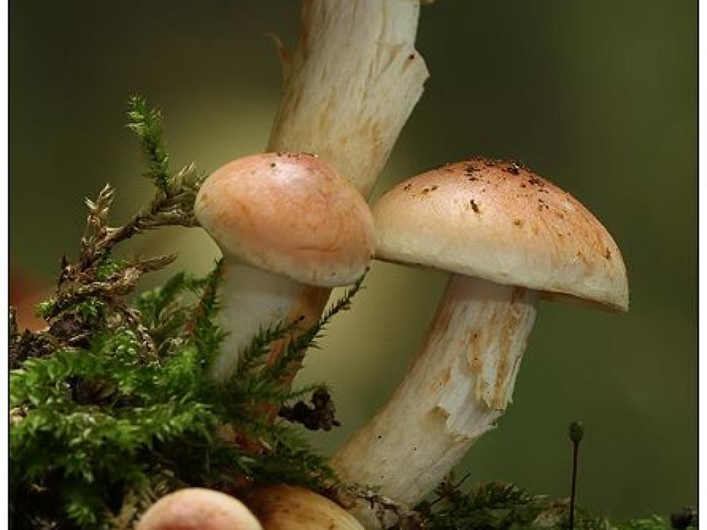 Librairie Chantepages : atelier mycologie avec Romain