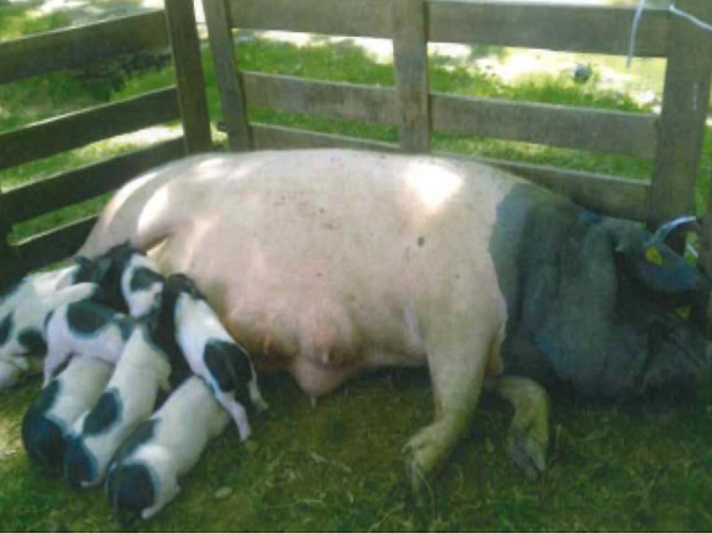 Repas gastronomique autour du cochon Cul Noir
